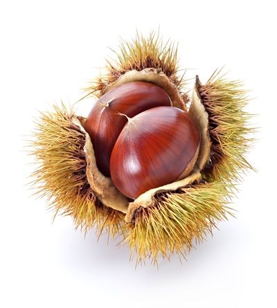 CASTAGNA DI SERINO- PALOMBINA ROSSA