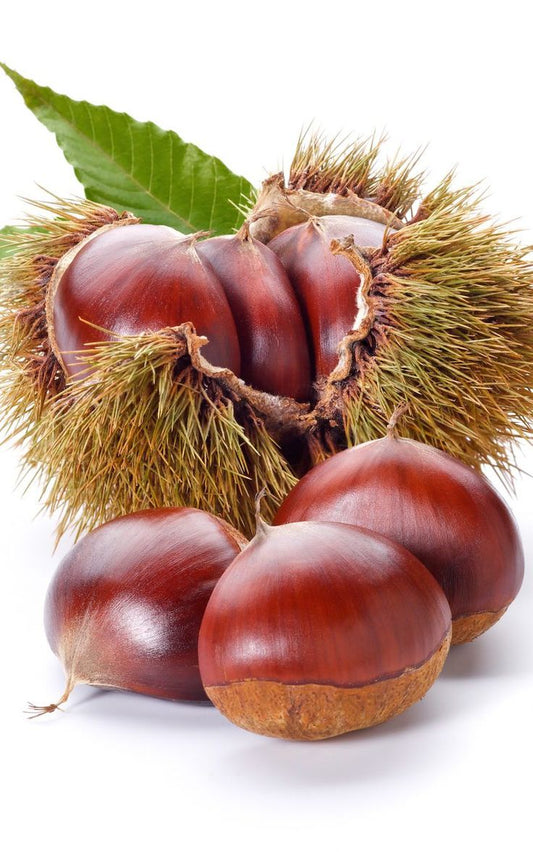 CASTAGNE FRESCHE VARIETA' BOUCHE DE BETIZAC  Azienda Ingino
