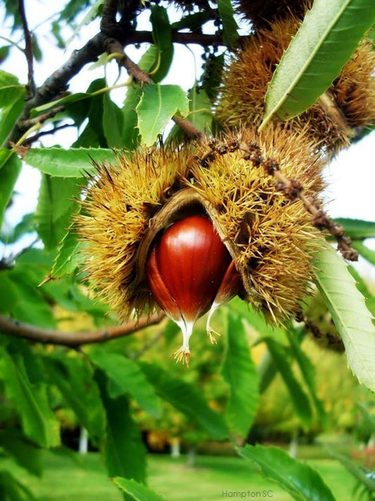 CASTAGNE FRESCHE VARIETA': JUDIA - Azienda Agricola Ingino