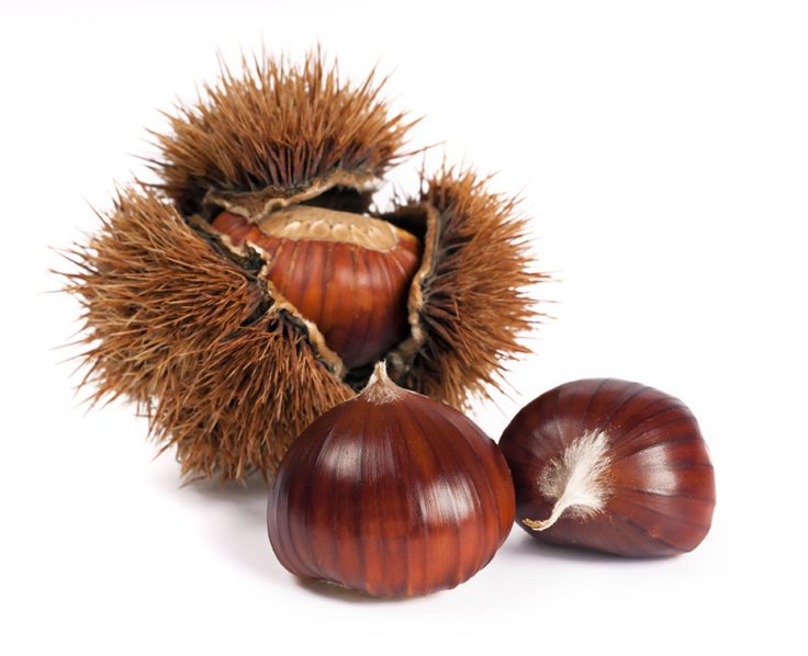 CASTAGNE FRESCHE VARIETA': SANTIMANGO - Azienda Agricola Ingino Serino Avellino